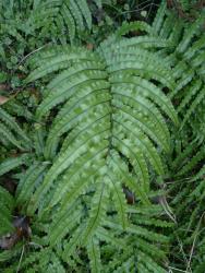 Blechnum montanum. Sterile frond with closely inserted, falcate, stalked pinnae, scarcely reduced at the base of the lamina.
 Image: L.R. Perrie © Leon Perrie CC BY-NC 3.0 NZ